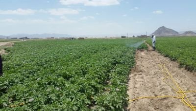 الزراعة تدشن حملة لمكافحة مرض اللفحة المتأخرة على محصول البطاطس بذمار 02 05 2019 